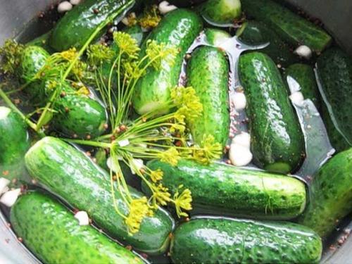 Как засолить огурцы в кастрюле. Малосольные огурцы быстрого приготовления в кастрюле