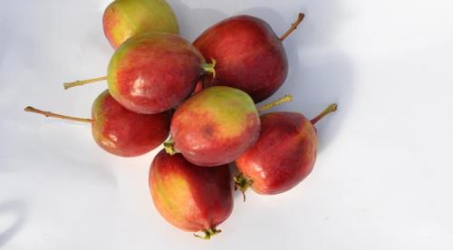 Яблони осенние сорта для средней полосы. Осенние яблони: знакомимся с сортами и особенностями ухода 28 Яблони осенние сорта для средней полосы. Осенние яблони: знакомимся с сортами и особенностями ухода 28