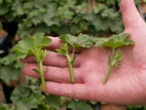 Размножение пеларгонии черенками осенью. Общие правила размножения герани черенками