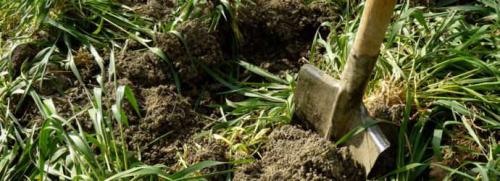 Можно ли осенью сеять овес. Что лучше: овес или рожь? 07