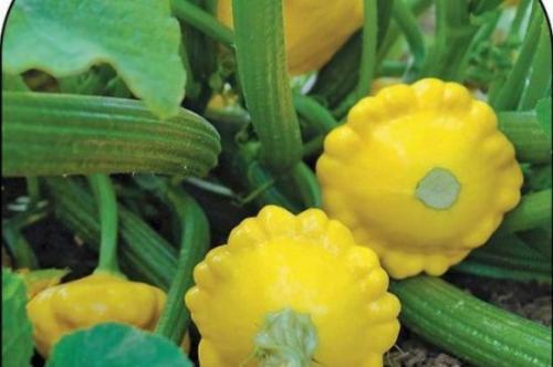 Патиссон копейка. Патиссон и всё, что с ним связано