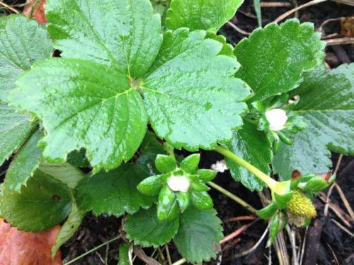 Клубника Камароза описание. Земляника садовая Камароза – продажа и посадка в Москве и Московской области 02