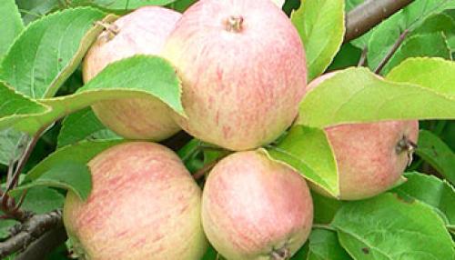 Яблони осенние сорта для средней полосы. Осенние яблони: знакомимся с сортами и особенностями ухода 05 Яблони осенние сорта для средней полосы. Осенние яблони: знакомимся с сортами и особенностями ухода 05