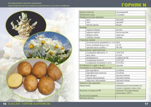 Сорт картофеля горняк. История картофеля