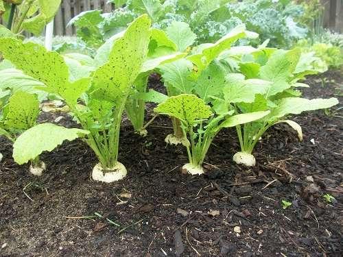 Репа когда сажать. Репа, где ты будешь жить?