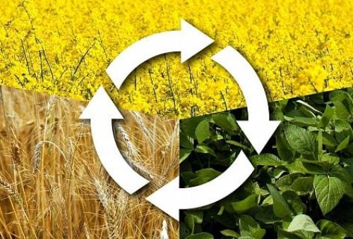 Что такое АКЧ для огорода. АКЧ: что такое, зачем использовать и как приготовить 05