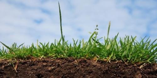 Что такое АКЧ для огорода. АКЧ: что такое, зачем использовать и как приготовить 04