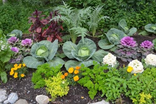 Что такое АКЧ для огорода. АКЧ: что такое, зачем использовать и как приготовить 11