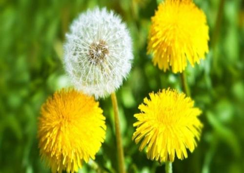 Что такое АКЧ для огорода. АКЧ: что такое, зачем использовать и как приготовить 12