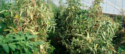 Фитоплазмоз помидор. Опасная болезнь — столбур томатов: меры борьбы с вирусом и причины его появления, профилактика возникновения