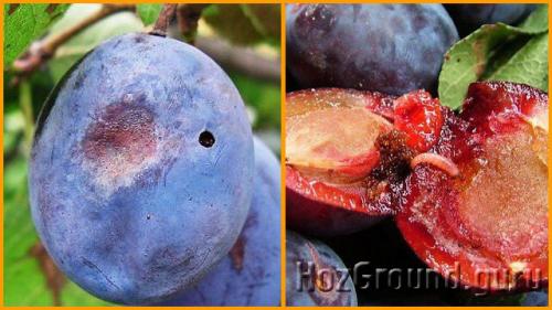 Плоды сливы желтеют и опадают. Опадают зеленые плоды сливы – ищите вредителей