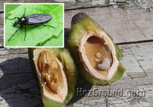 Плоды сливы желтеют и опадают. Опадают зеленые плоды сливы – ищите вредителей