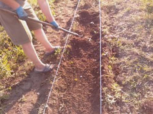 Как правильно подготовить грядку под клубнику осенью. Посадка клубники осенью в открытый грунт 10