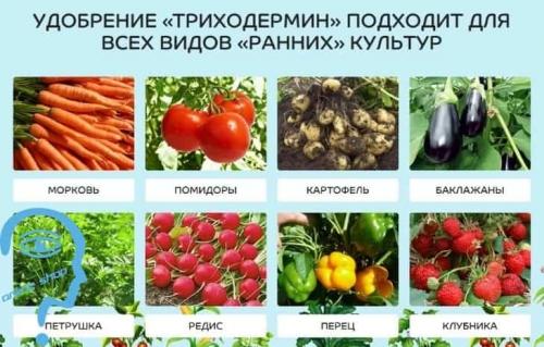 Триходермин или Фитоспорин, что лучше. Триходермин или Фитоспорин —, что лучше: инструкции по применению, отзывы