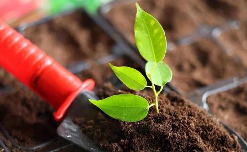 Триходермин или Фитоспорин, что лучше. Триходермин или Фитоспорин —, что лучше: инструкции по применению, отзывы