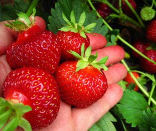 Как правильно подготовить грядку под клубнику осенью. Посадка клубники осенью в открытый грунт