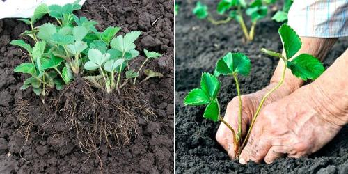 Что положить в лунку при посадке клубники осенью. Как посадить клубнику осенью в открытый грунт