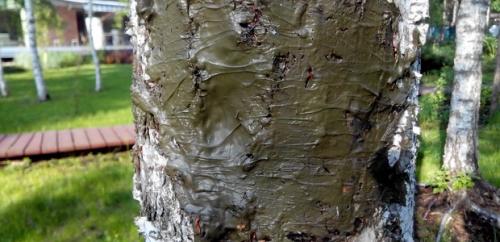 Дерево, как лечить. Как вылечить дерево 05