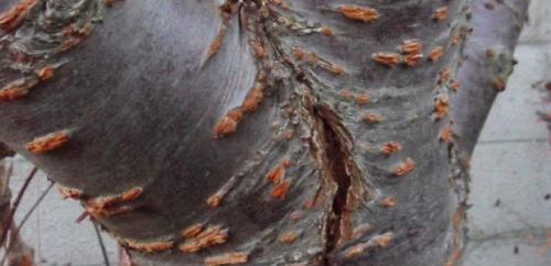 Дерево, как лечить. Как вылечить дерево 04