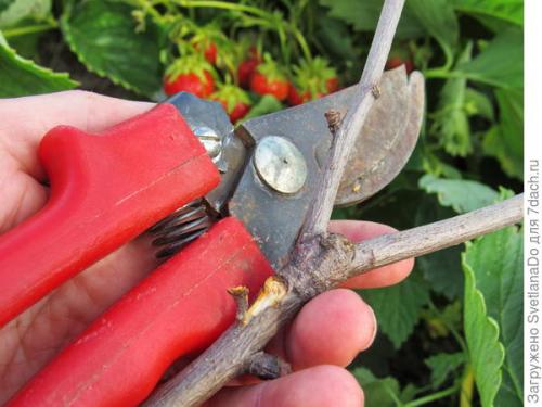 Приспособления для клубники, чтобы не лежала на земле. Совершенно бесплатные и необычайно простые подпорки для клубничных веток