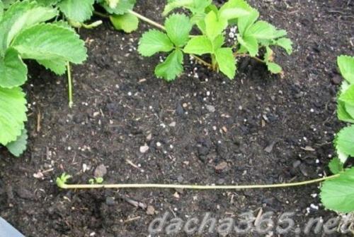 Как правильно обработать клубнику весной, чтобы получить хороший урожай. Уход за клубникой весной пошагово