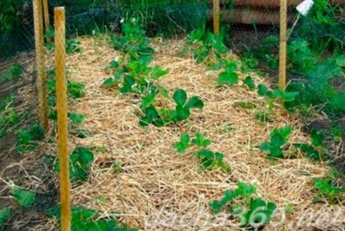 Как правильно обработать клубнику весной, чтобы получить хороший урожай. Уход за клубникой весной пошагово