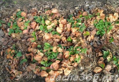 Как правильно обработать клубнику весной, чтобы получить хороший урожай. Уход за клубникой весной пошагово