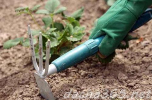 Как правильно обработать клубнику весной, чтобы получить хороший урожай. Уход за клубникой весной пошагово