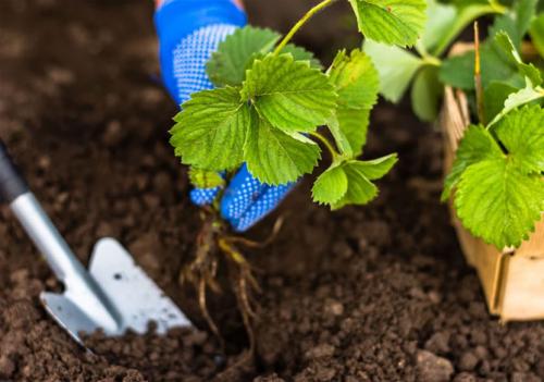 Как правильно посадить клубнику. Когда лучше сажать?