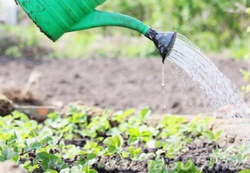 Как правильно обработать клубнику весной, чтобы получить хороший урожай. Уход за клубникой весной пошагово