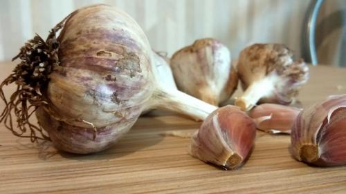 Когда садить чеснок 2019. Благоприятные дни для посадки чеснока в 2019 году: лунный календарь посадки озимого чеснока осенью 2019 года