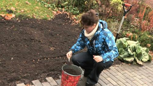 Посадка лука осенью 2019. Сроки посадки лука в зиму 2019: посадочный календарь, благоприятные дни