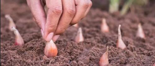 Посадка лука осенью 2019. Сроки посадки лука в зиму 2019: посадочный календарь, благоприятные дни