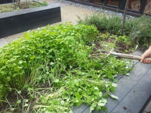 Сидераты под зиму. Подзимний посев сидератов