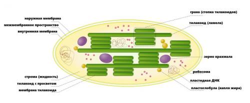 Почему желтеют листья клубники летом. Причины 01