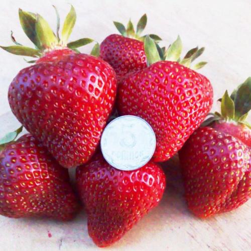 Как правильно сделать грядку под клубнику осенью. Посадка клубники осенью в открытый грунт