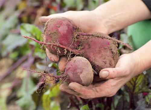 Предшественник капусты. Таблица предшественников. 03