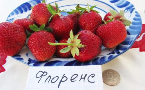 Как правильно сделать грядку под клубнику осенью. Посадка клубники осенью в открытый грунт