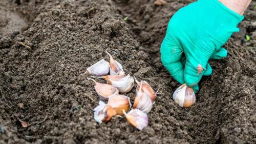 Когда осенью высаживать саженцы плодовых деревьев. Посадка и пересадка деревьев осенью: рекомендации опытных садоводов 14