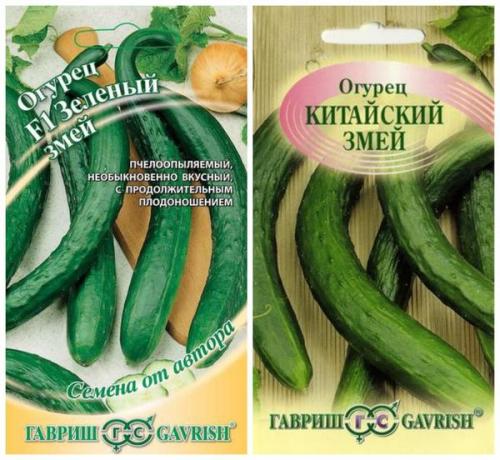 Какие сорта и гибриды пучковых огурцов наиболее хорошо растут в горшке на балконе. Сорта и гибриды огурцов для домашнего огорода