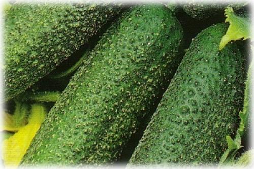 Какие сорта и гибриды пучковых огурцов наиболее хорошо растут в горшке. Сорта и гибриды огурцов для выращивания дома