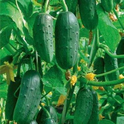 Какие сорта и гибриды пучковых огурцов наиболее устойчивы к болезням и вредителям. Пучковые сорта длительного плодоношения для выращивания в открытом грунте