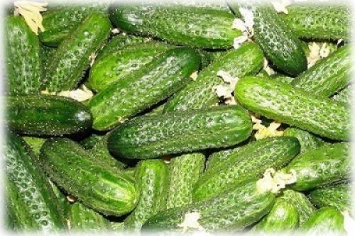 Какие сорта и гибриды пучковых огурцов наиболее хорошо растут в горшке. Сорта и гибриды огурцов для выращивания дома