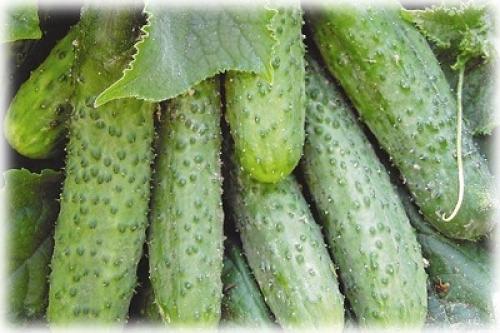 Какие сорта и гибриды пучковых огурцов наиболее хорошо растут в горшке. Сорта и гибриды огурцов для выращивания дома