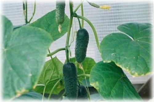 Какие сорта и гибриды пучковых огурцов наиболее хорошо растут в горшке. Сорта и гибриды огурцов для выращивания дома