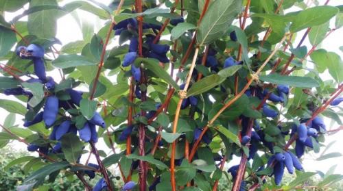 Как размножить жимолость отводками. Как можно размножить жимолость от куста?