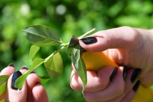 Как размножить жимолость от куста весной и летом. Как размножить отводками? 05