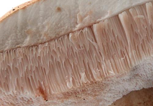 Продается ли ложной белый гриб на рынках и в магазинах. Желчный гриб