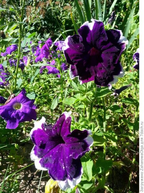 В чем заключаются преимущества и недостатки сортов Татьяна и Таня F1. Петуния Татьяна F1. Итоги тестирования