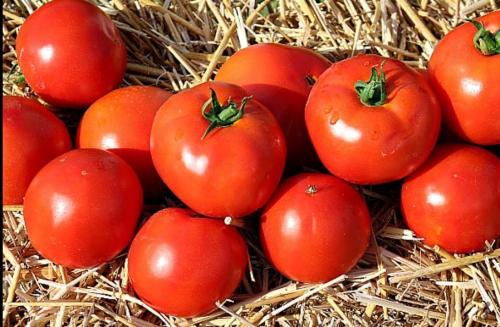Какие особенности урожайности у сортов Татьяна и Таня F1. Общая характеристика томата Татьяна